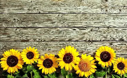 تصویر گل های آفتابگردان با پس زمینه چوبی باکلاس برای نوشتن متن