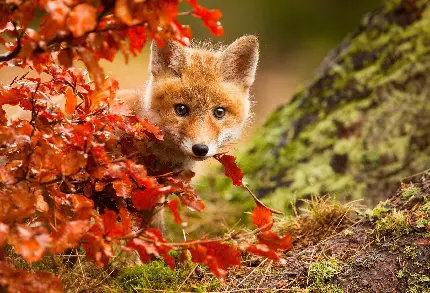 تصویر روباه مظلوم و مخفی شدە پشت شاخە‌ها و برگ‌های پاییزی قرمز