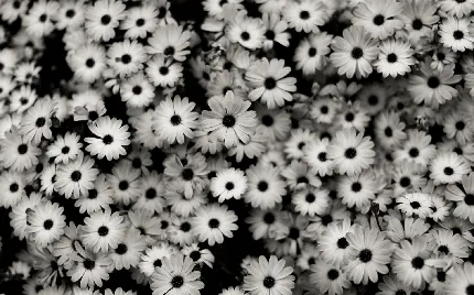 محبوب ترین والپیپر سیاه سفید با طرح دشت گل دلنشین برای موبایل 