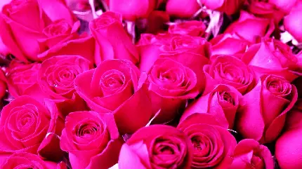 نمای شگفت انگیز از گل رز صورتی خوشگل برای زمینه ویندوز