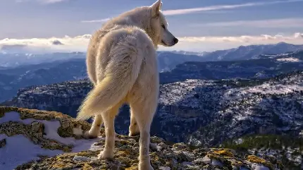 پربیننده ترین تصویر زمینه گرگ سفید در بالای کوه 