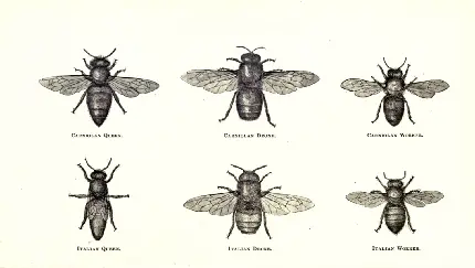 تصویر دقیق و پرجزئیات طراحی چندین نوع زنبور برای الگو