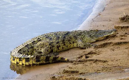 والپیپر Full HD از تمساح عظیم الجثه در حاشیه رود نیل