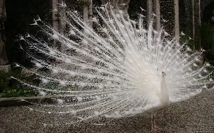 تصویر باکیفیت hd و باشکوه از طاووس سفید با پرهای بزرگ