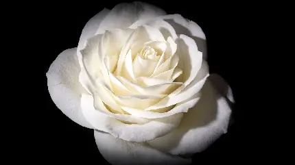 عکس رز سفید بزرگ در مقابل نور باکیفیت عالی در زمینە مشکی