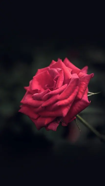 تصویر جدید از گل رز قرمز با کیفیت ویژه Full HD