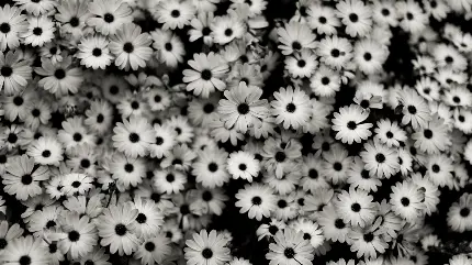 پربازدیدترین بک گراند گل گلی با تم سیاه سفید با کیفیت محشر 8k 