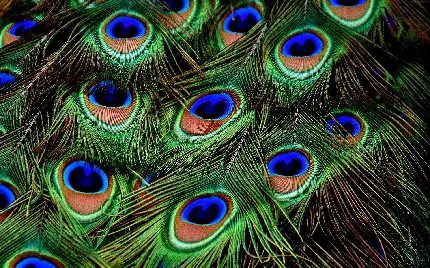 جدید ترین عکس پر طاووس با کیفیت 4k برای دسکتاپ 
