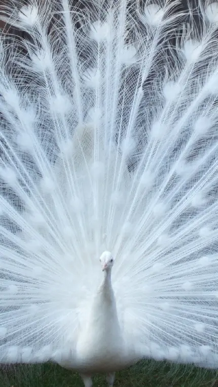 پوستری خوش منظر از پرهای سفید طاووس مناسب اینستاگرام
