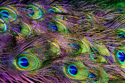 پربازدیدترین عکس پروفایل پر طاووس با رنگ های تماشایی