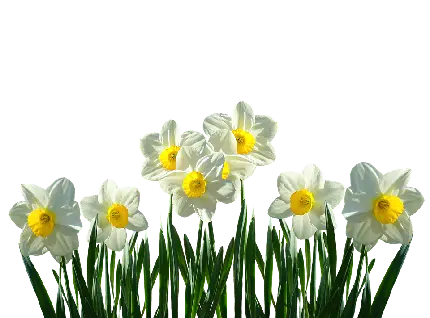 دانلود زمینە باکیفیت و براق از گل‌های نرگس سفید رنگ در خلاف جهت هم