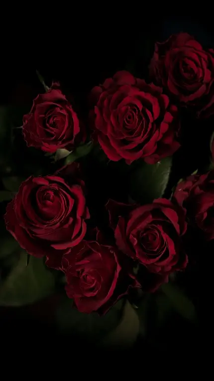 عکس جادویی از گل های رز قرمز رنگ با تم تیره جذاب