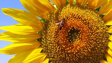 عکس ماکرو گل آفتابگردان و زنبور عسل 4K مناسب محیط ویندوز 11