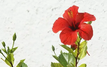 والپیپر گل ختمی قرمز زیر نور خورشید سوزان با کیفیت بالا
