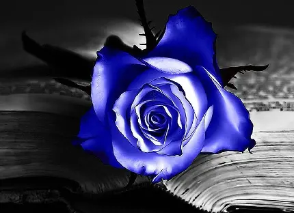 پربیننده ترین عکس از گل رز آبی با سایه روشن زیبا