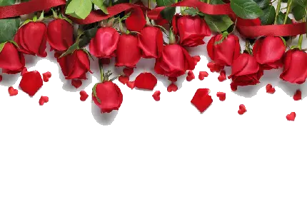 عکس خام با حاشیه یکطرفه گل رز قرمز برای نوشتن شعر