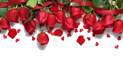 چاپ پوستر عکس خام با حاشیه یکطرفه گل رز قرمز برای نوشتن شعر