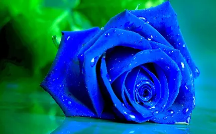 بک گراند جدید و استثنائی از گل رز آبی با بهتربن کیفیت