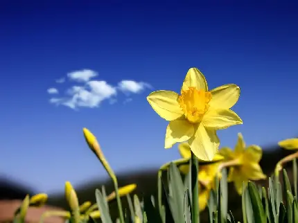 عکس زمینە نچرال خاص گوشی اپل از گل نرگس زرد رنگ با آسمان آبی رنگ با  تکە ابری
