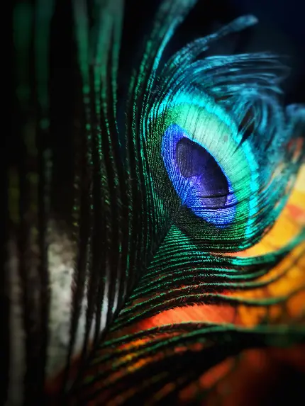 بک گراند استثنایی پر طاووس با رنگ آبی فوق العاده برای دسکتاپ 
