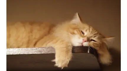 جدید ترین عکس گربه خوابالوی بانمک با کیفیت Full HD 