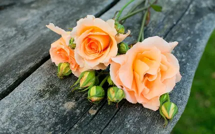 عکس استوک جادویی از گل رز هلویی رنگ با کیفیت HD 