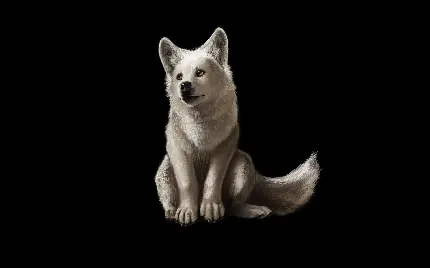 زیبا ترین تصویر گرگ سفید زیبا برای استوری و پست