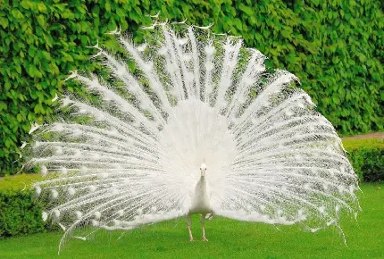 دانلود عکس استوک و براق باکیفیت خوب از طاووس سفید در چمنزار