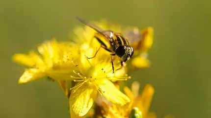 عکس زمینه از منظره نشستن زنبور روی گل زرد خوشگل 