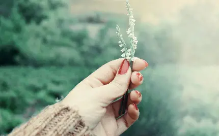 عکس زمینه باکیفیت hd از یک شاخه‌ی کوچک گل سفید در دست
