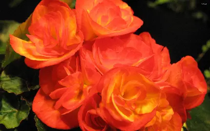 خاص ترین گل بگونیا نارنجی رنگ باکیفیت تاپ