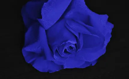 رز آبی شکفته شده و خوشرنگ در یک نمای هنری برای پروفایل واتساپ