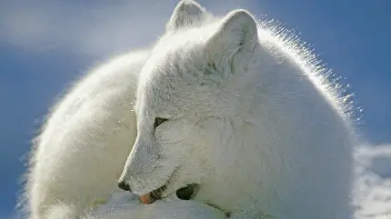عکس پس زمینه از روباه سفید قطبی نشسته در سرما