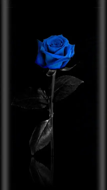 بک گراند دوست داشتنی گل رز آبی برای سامسونگ