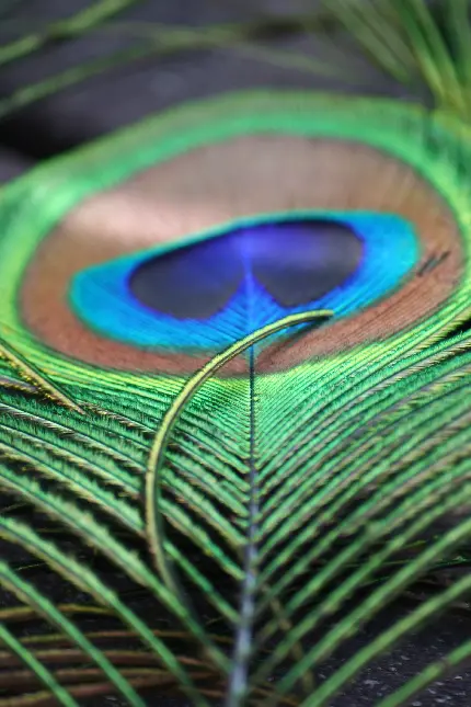 پرطرفدارترین تصویر پر طاووس از نمای خاص برای زمینه گوشی با کیفیت ویژه 4k