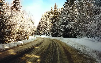 بک گراند از جاده در دل جنگل زمستانی برای ویندوز 12