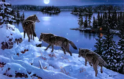 عکس استوک راه رفتن گرگ های زیبا در شب مهتابی روی برف