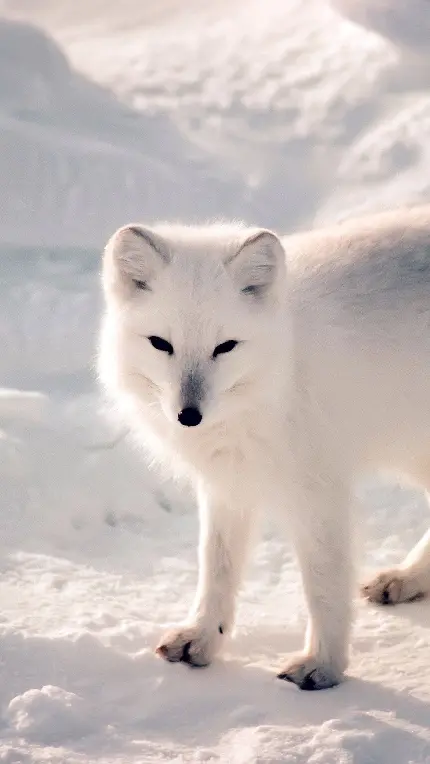 تصویر زمینه مناسب برای گوشی از روباه سفید قطبی