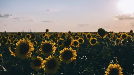 دانلود تصویر زمینه غروب مزرعه گل های آفتابگردان با کیفیت HD