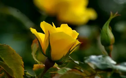 تصویر استوک جالب توجه از گل رز به رنگ زرد در دل طبیعت 