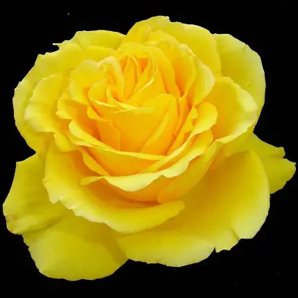 معروف ترین تصویر گل رز به رنگ زرد با کیفیت خیلی خوب 