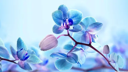 عکس وکتور گل ارکیده آبی روی شاخه ویژه زمینه ویندوز 11
