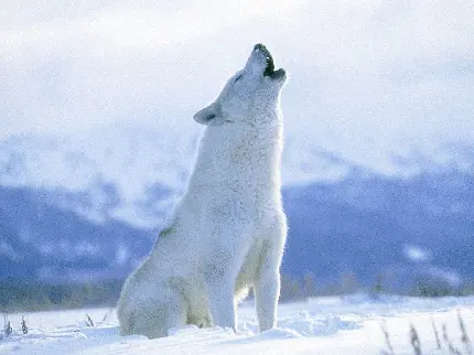 تصویر گرگ سفید در حال زوزه کشیدن در برف با کیفیت HD