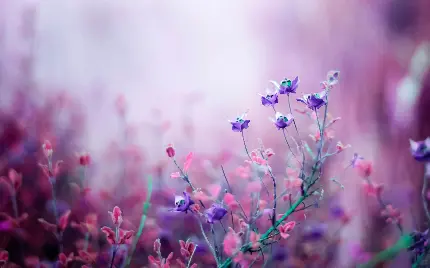 دانلود عکس استوک گل بگونیا کوچک و پراکندە و بنفش رنگ در طبیعت