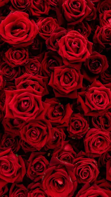 دانلود عکس گل رز قرمز برای تصویر زمینه گوشی