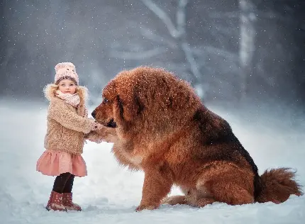 دوستی دختر بچه زیبا با سگ عظیم الجثه مهربان در یک قاب 4K هنری 