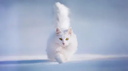 تصویری از گربه سفید زیبا در حال راه رفتن روی برف با بک گراند سفید