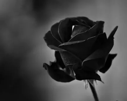 دانلود عکس HD از گل رز مشکی برای ساخت کارت تسلیت