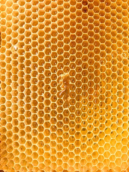 شانه عسل با رنگ زرد دوست داشتنی در یک نمای زیبا 
