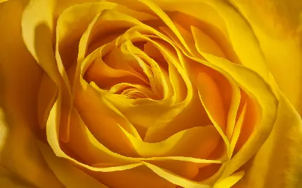 شکفتن گل رز زرد و خوشگل از نمای نزدیک مناسب پروفایل 